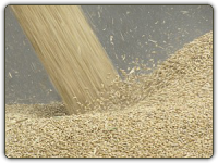 barley shipping